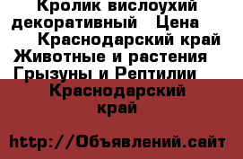 Кролик вислоухий декоративный › Цена ­ 500 - Краснодарский край Животные и растения » Грызуны и Рептилии   . Краснодарский край